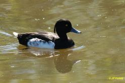 Fuligule morillon
